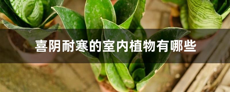喜阴耐寒的室内植物有哪些