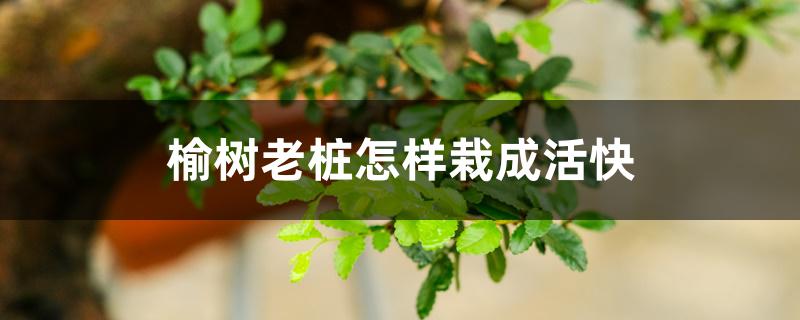 榆树老桩怎样栽成活快