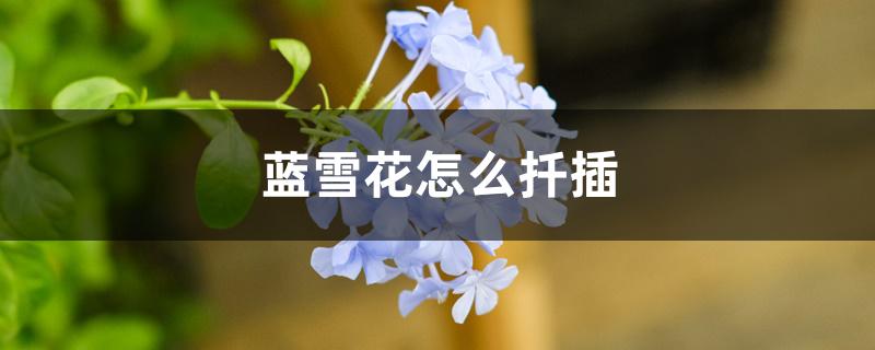 蓝雪花怎么扦插