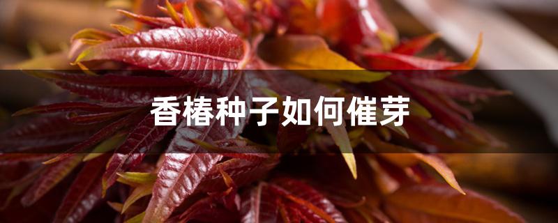 香椿种子如何催芽 香椿种子如何催芽