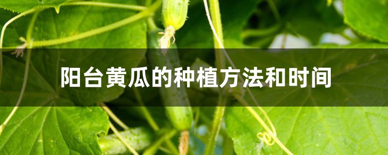 阳台黄瓜的种植方法和时间