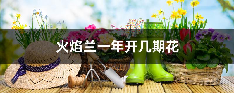 火焰兰一年开几期花 火焰兰一年开几期花