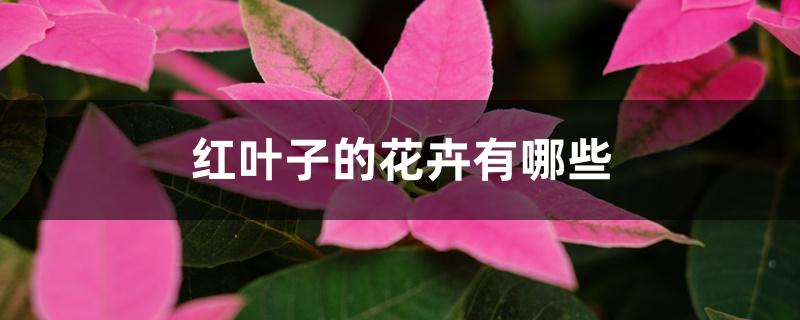 红叶子的花卉有哪些