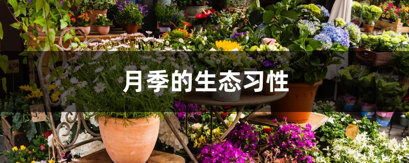 月季的生态习性