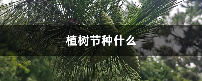 植树节种什么 植树节种什么