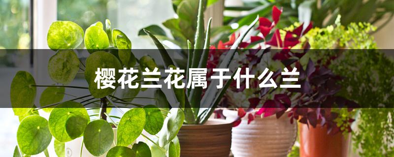 樱花兰花属于什么兰