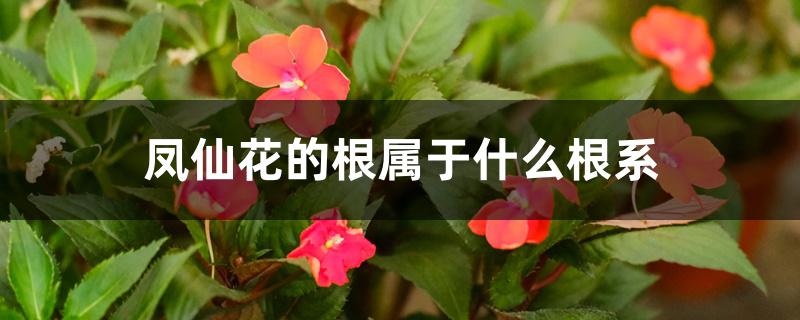 凤仙花的根属于什么根系 凤仙花的根属于什么根系