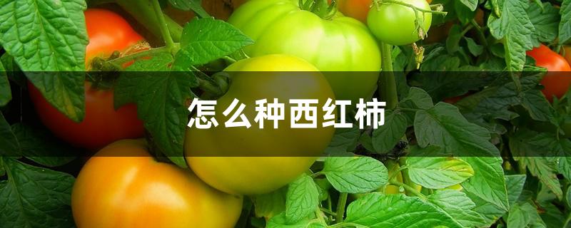 怎么种西红柿