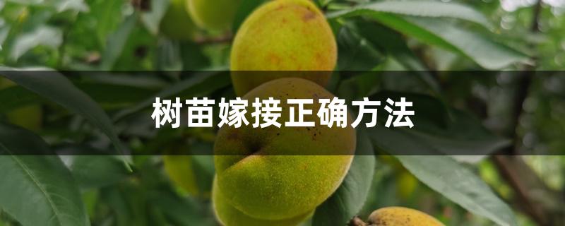 树苗嫁接正确方法