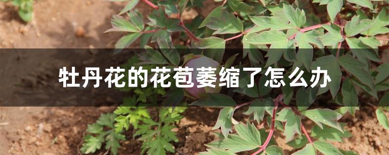 牡丹花的花苞萎缩了怎么办