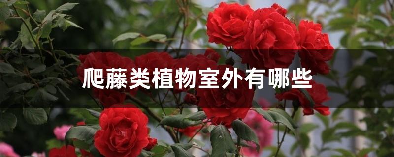 爬藤类植物室外有哪些