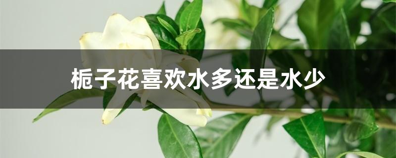 栀子花喜欢水多还是水少