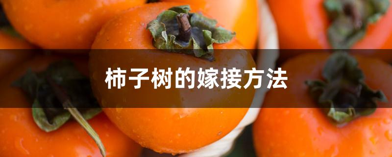 柿子树的嫁接方法
