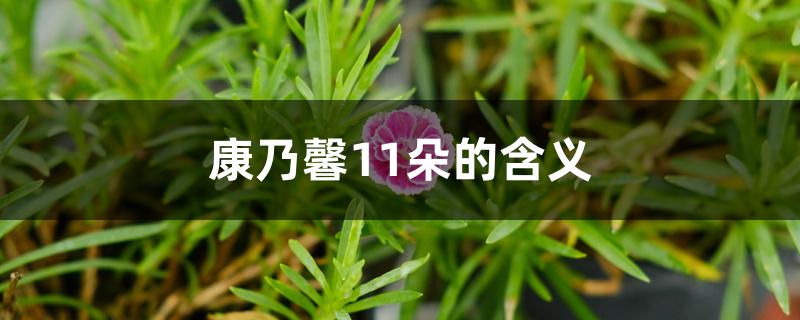 康乃馨11朵的含义