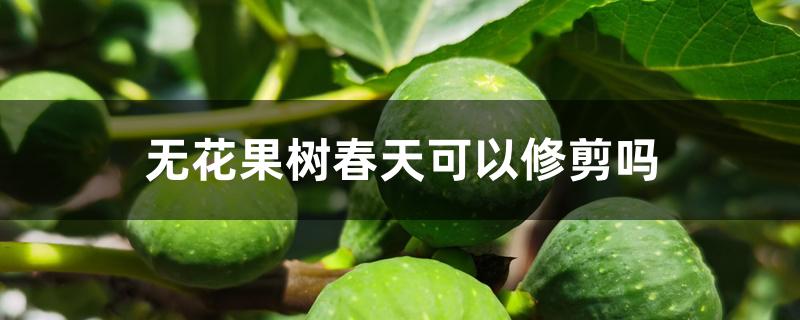 无花果树春天可以修剪吗