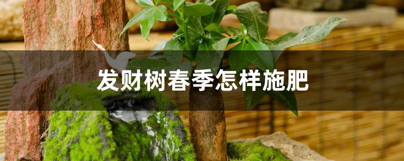 发财树春季怎样施肥 发财树春季怎样施肥