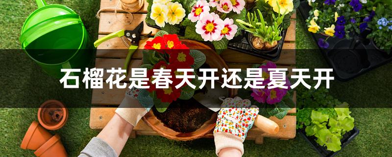 石榴花是春天开还是夏天开