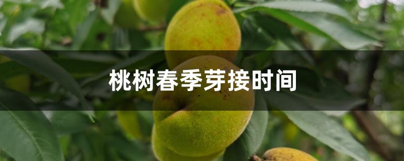 桃树春季芽接时间