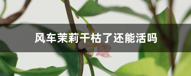 风车茉莉干枯了还能活吗