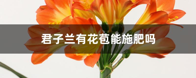 君子兰有花苞能施肥吗