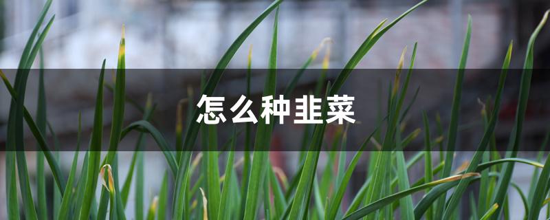 怎么种韭菜