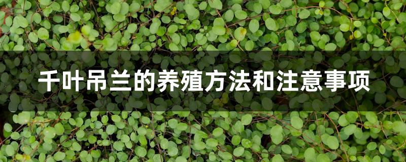 千叶吊兰的养殖方法和注意事项