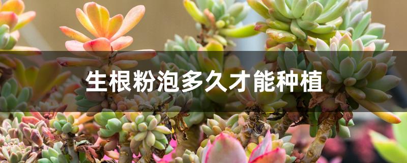 生根粉泡多久才能种植