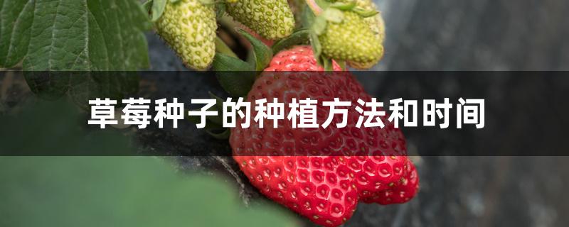 草莓种子的种植方法和时间