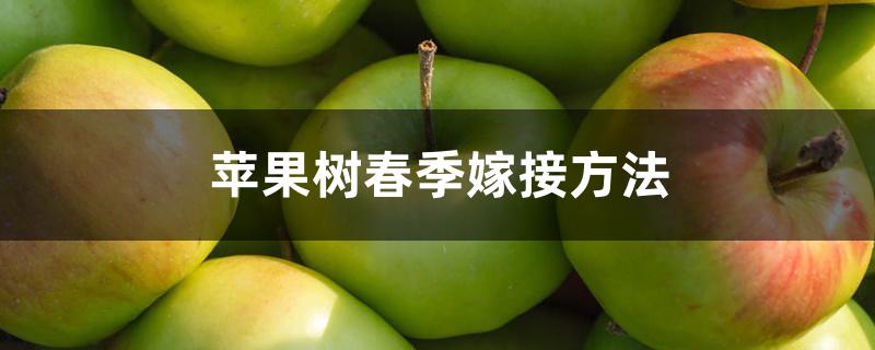 苹果树春季嫁接方法