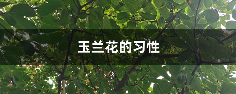 玉兰花的习性