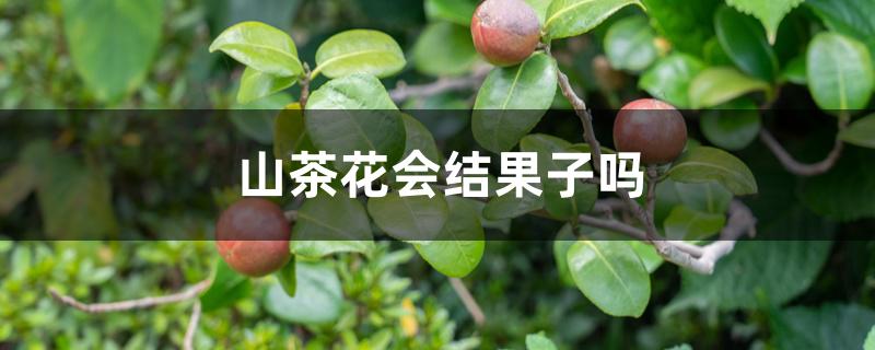 山茶花会结果子吗