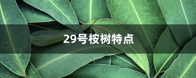 29号桉树特点