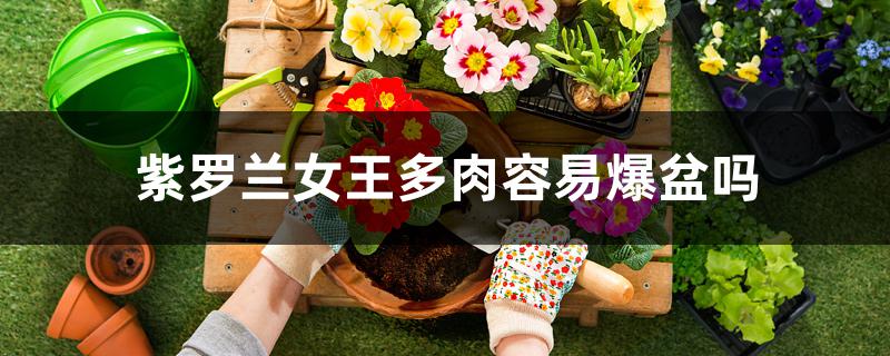 紫罗兰女王多肉容易爆盆吗