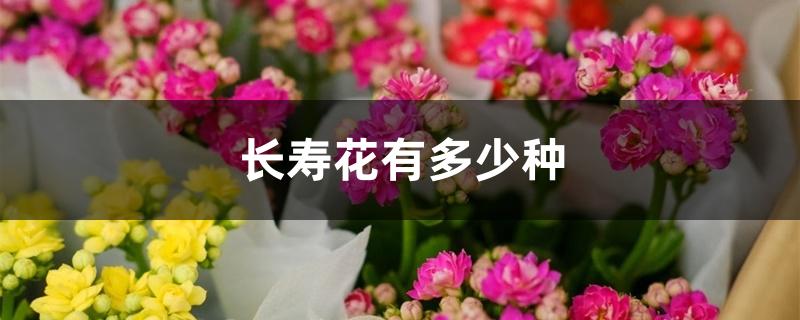 长寿花有多少种