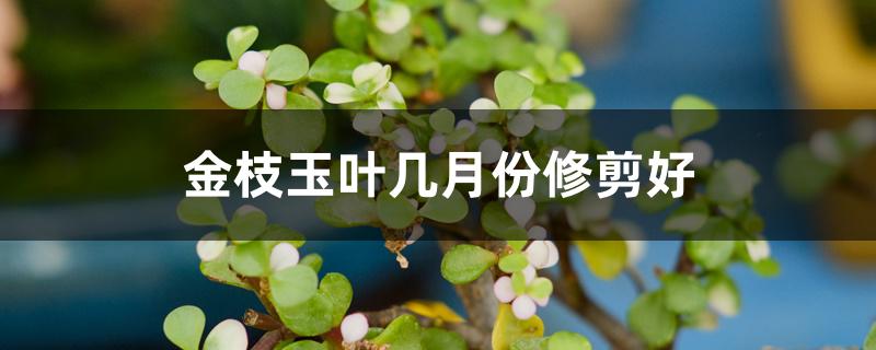 金枝玉叶几月份修剪好 金枝玉叶几月份修剪好