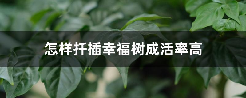 怎样扦插幸福树成活率高 怎样扦插幸福树成活率高