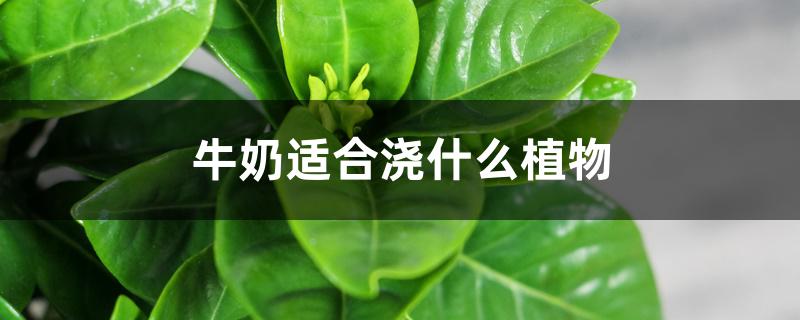 牛奶适合浇什么植物