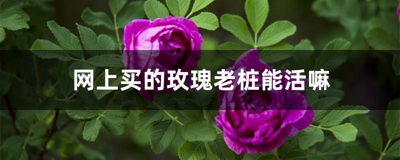 网上买的玫瑰老桩能活嘛