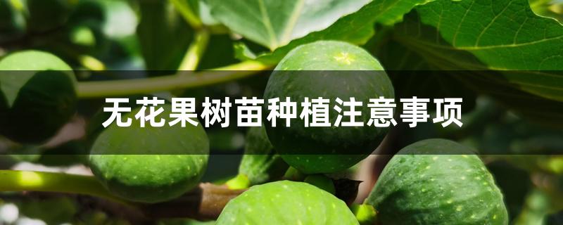 无花果树苗种植注意事项