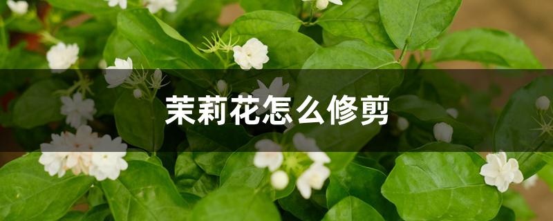 茉莉花怎么修剪