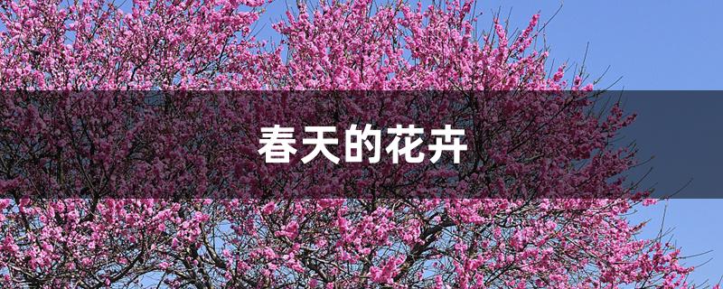 春天的花卉