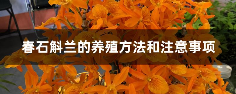 春石斛兰的养殖方法和注意事项 春石斛兰的养殖方法和注意事项