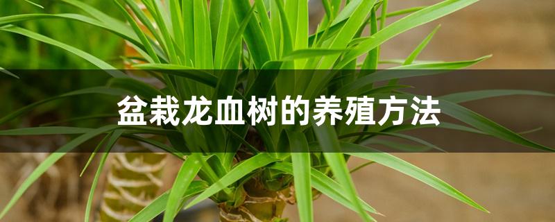 盆栽龙血树的养殖方法