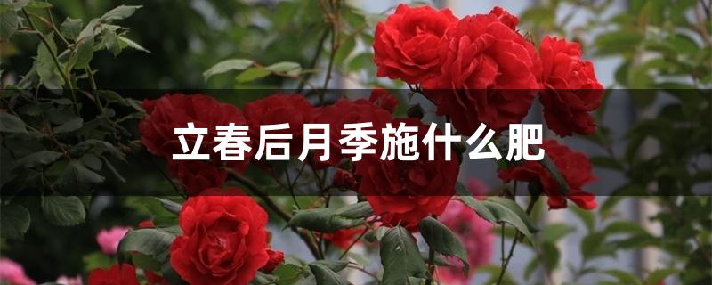 立春后月季施什么肥