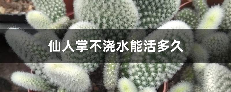仙人掌不浇水能活多久