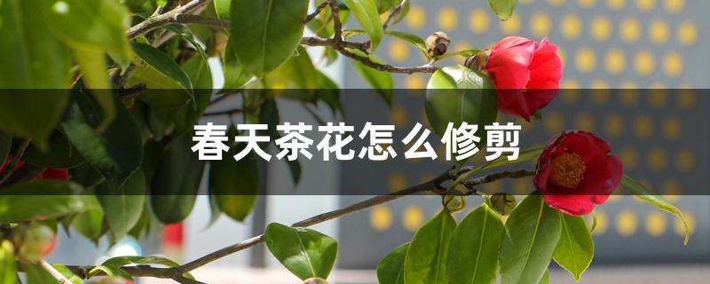 春天茶花怎么修剪 春天茶花怎么修剪