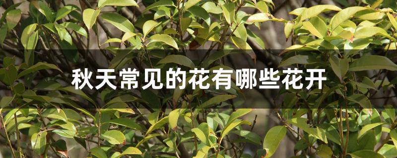 秋天常见的花有哪些花开 秋天常见的花有哪些花开