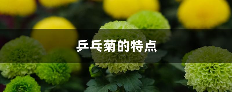 乒乓菊的特点 乒乓菊的特点