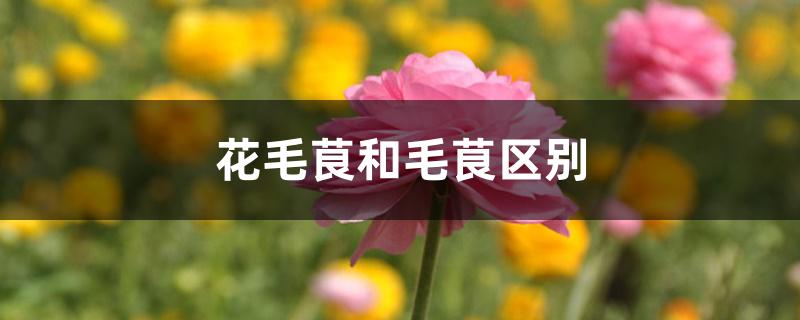 花毛茛和毛茛区别