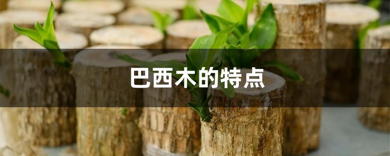 巴西木的特点